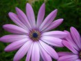 /album/photos/flores4-jpg/